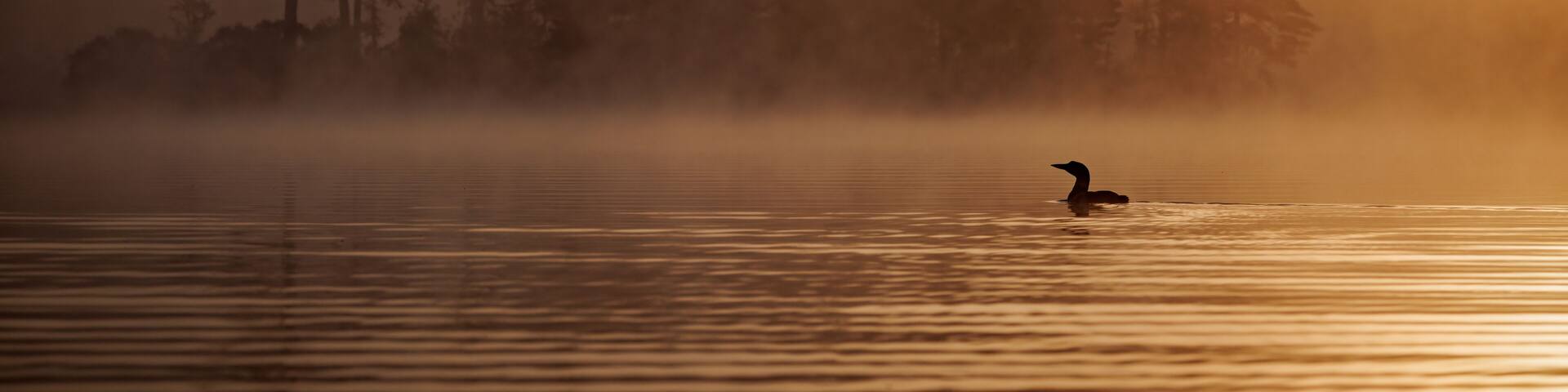 Common loon at sunrise