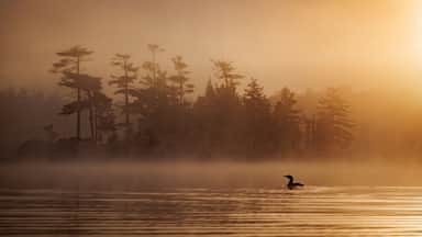 Common loon at sunrise