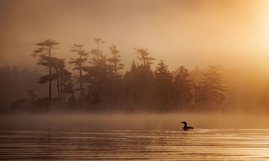 Un lago con un ave en primer plano y un bosque al fondo.
