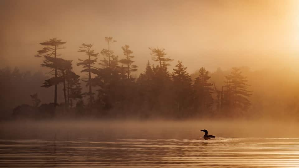 A lake with a bird in the foreground and a forest in the background.