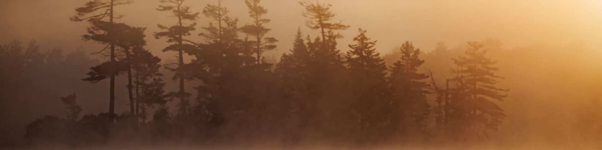 Common loon at sunrise