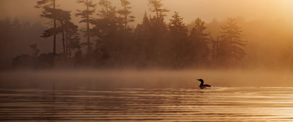 A lake with a bird in the foreground and a forest in the background.