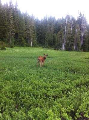 Hike up to a deer lake and you might get to see a deer! #lake #deer