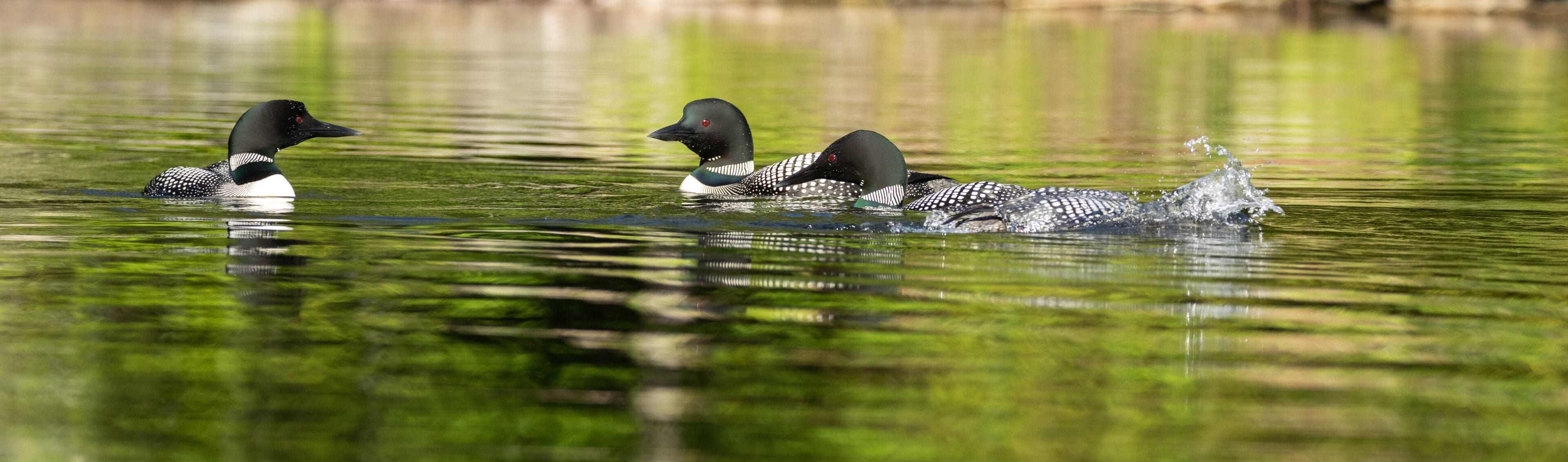 Tres patos nadan en un cuerpo de agua verdoso.