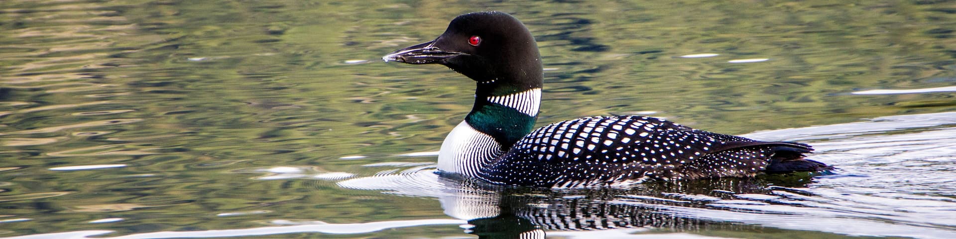 Common loon on the water with reflection of movement of water behind her, loon, lake, water, reflection, wildlife,