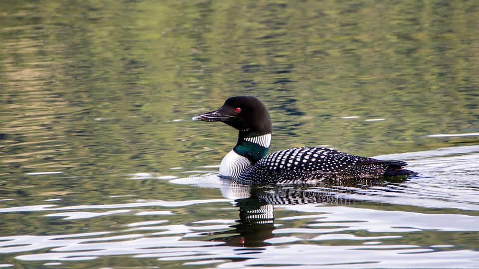 A loon swimming in a calm body of water.