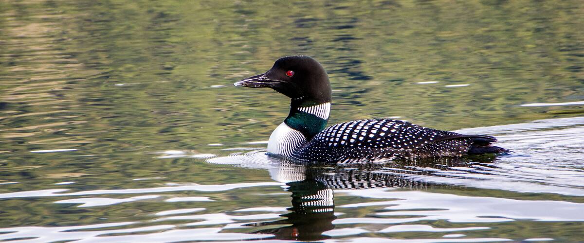 Common loon on the water with reflection of movement of water behind her, loon, lake, water, reflection, wildlife,
