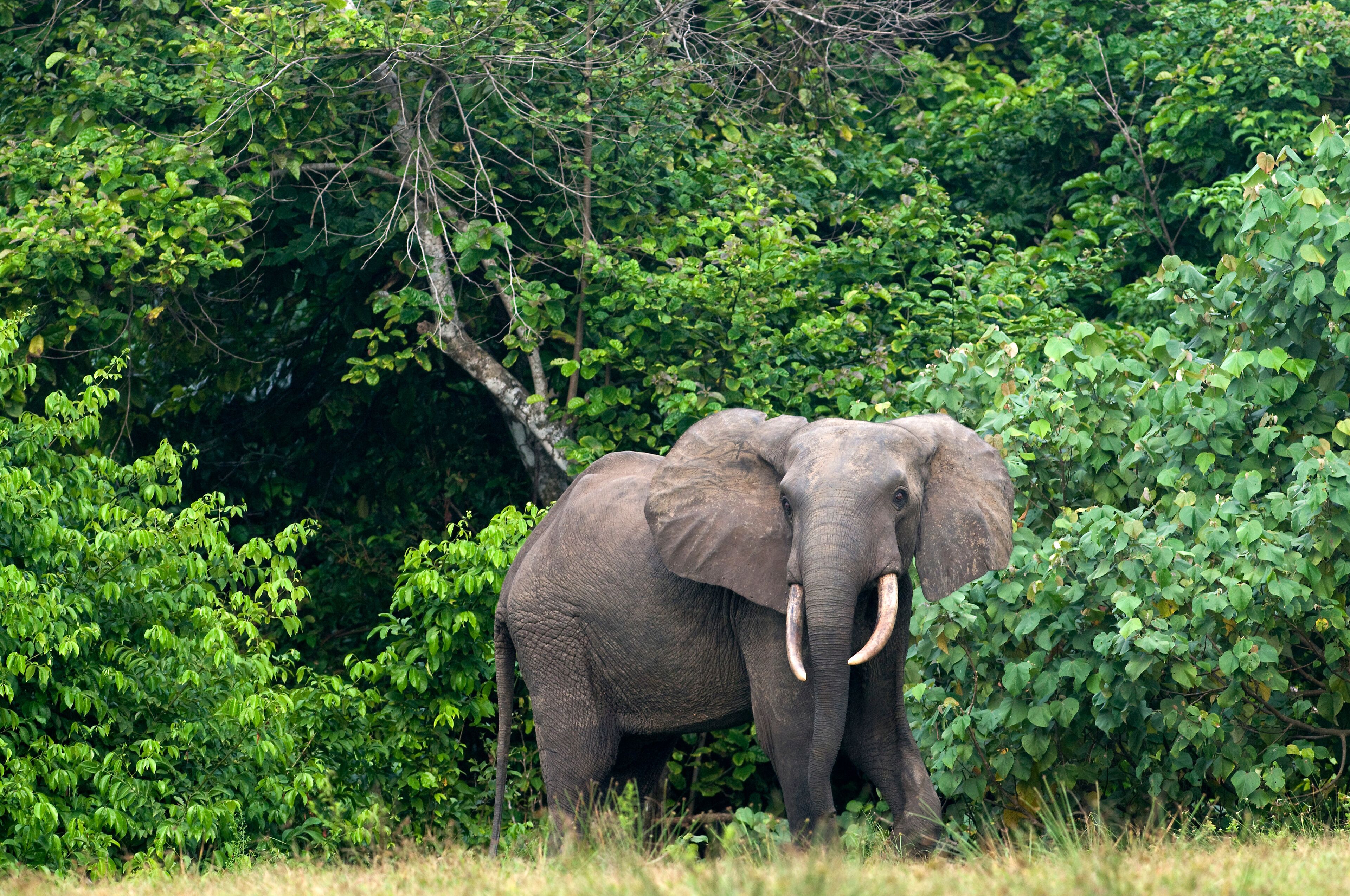 African forest elephant (Loxodonta cyclotis) bull standing at the edge of the forest, Loango National Park, Ogooue-Maritime, Gabon