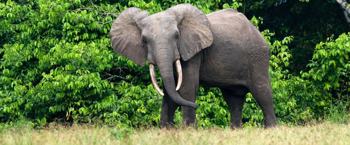 An elephant standing in a grassy area with dense green foliage in the background.