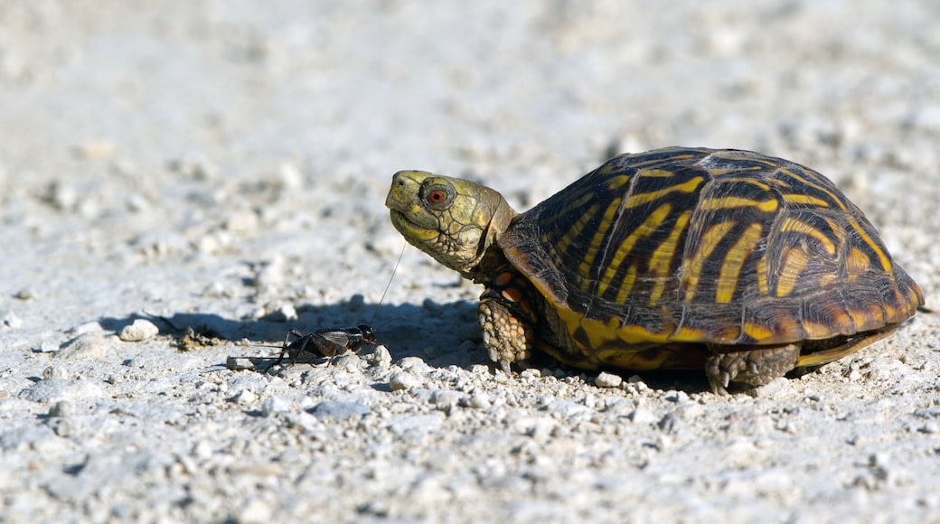 A turtle on a gravel surface.