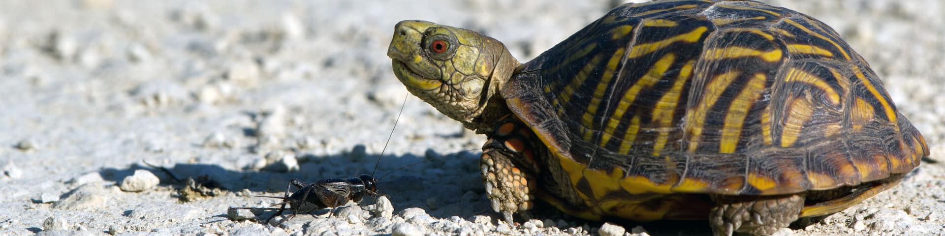 A turtle on a gravel surface.