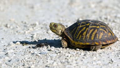 A turtle on a gravel surface.
