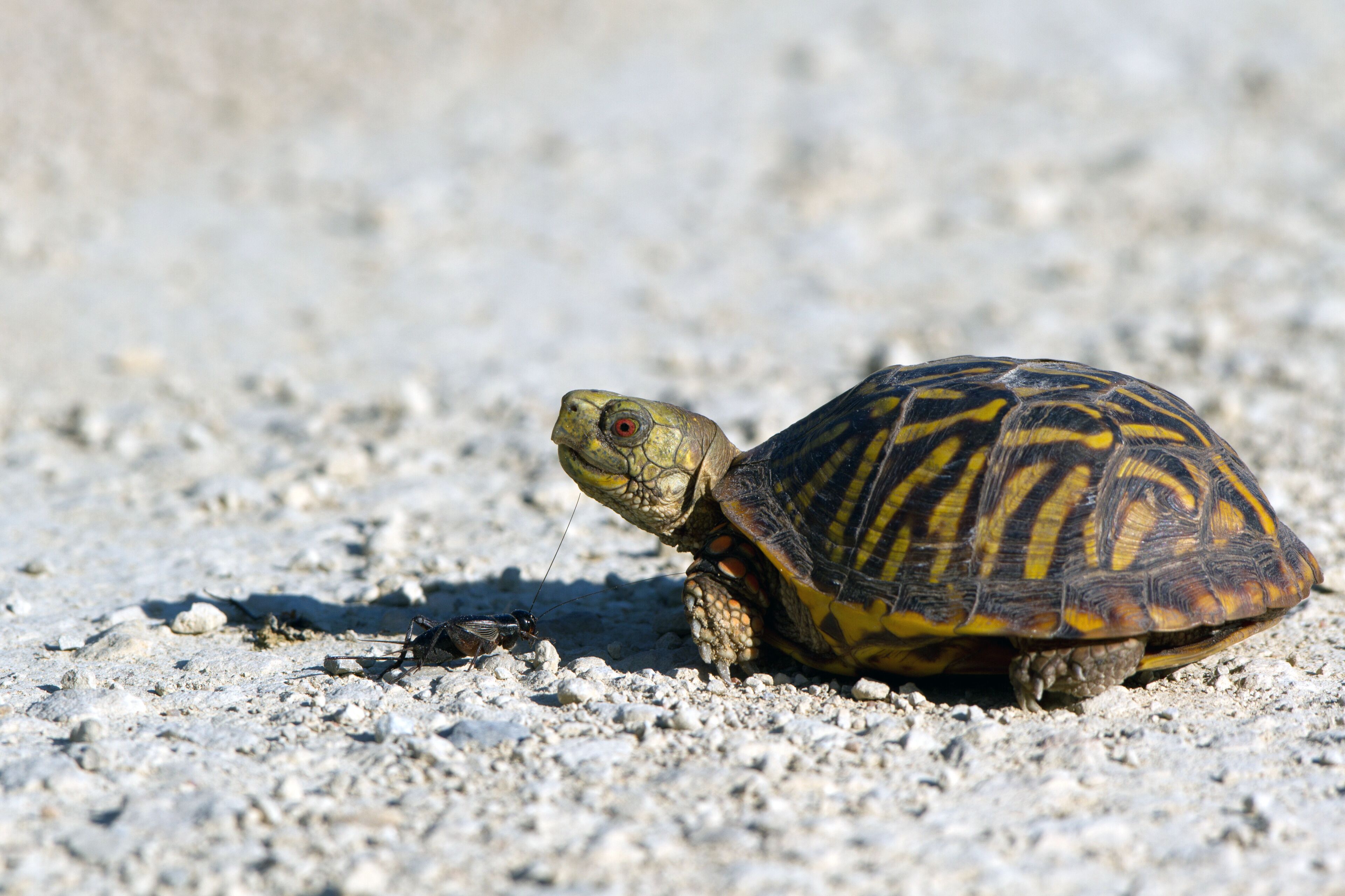 A turtle on a gravel surface.