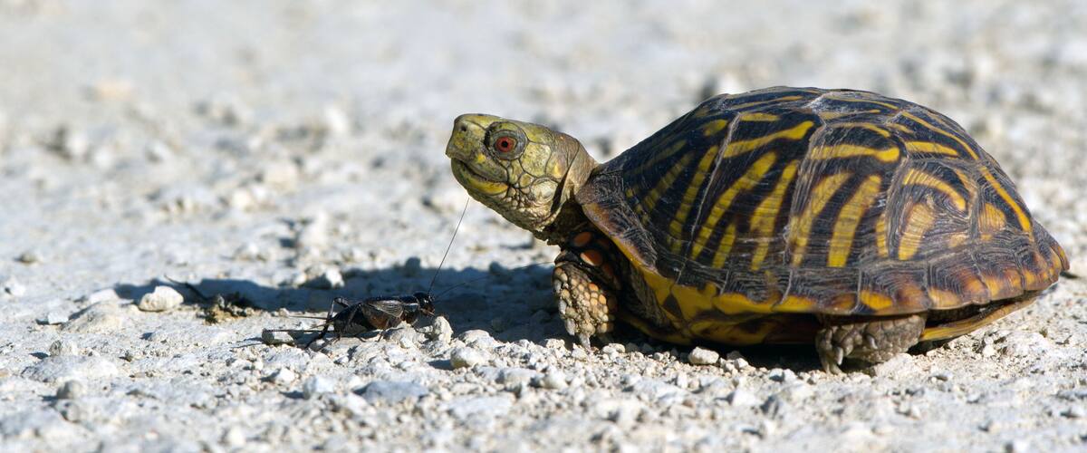 A turtle on a gravel surface.