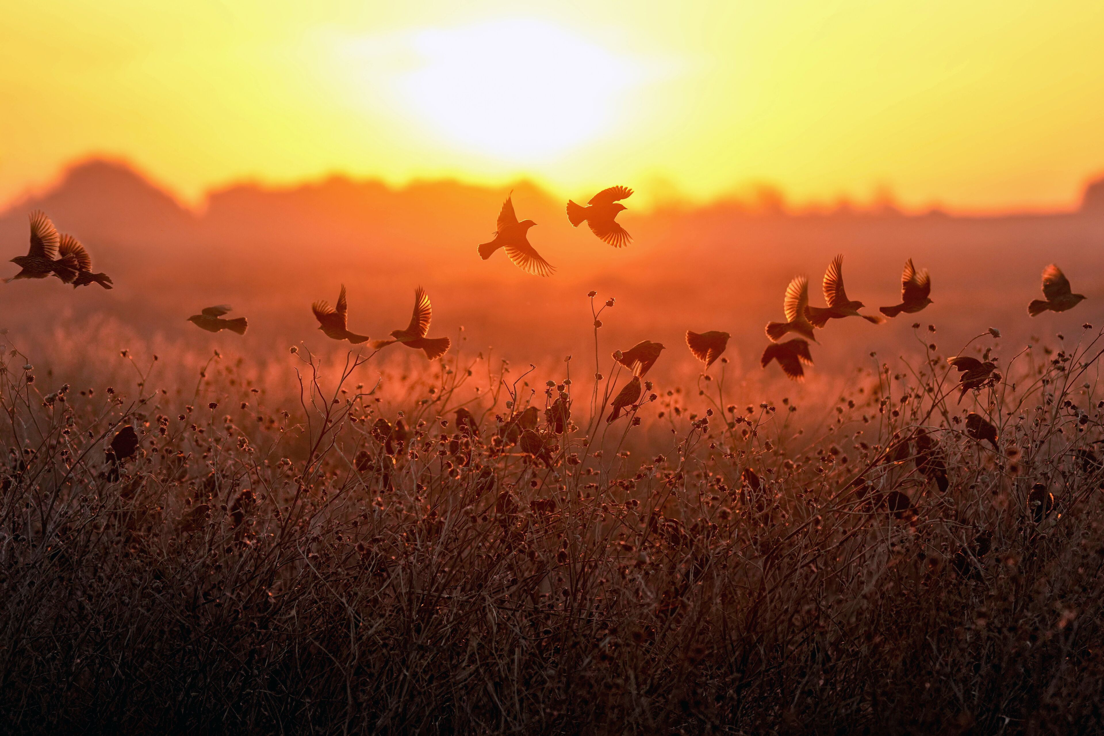 Cheyenne Bottoms National Wildlife Refuge - Sunrise