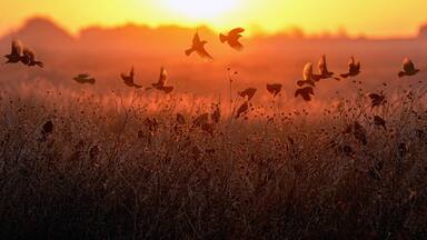 Cheyenne Bottoms National Wildlife Refuge - Sunrise