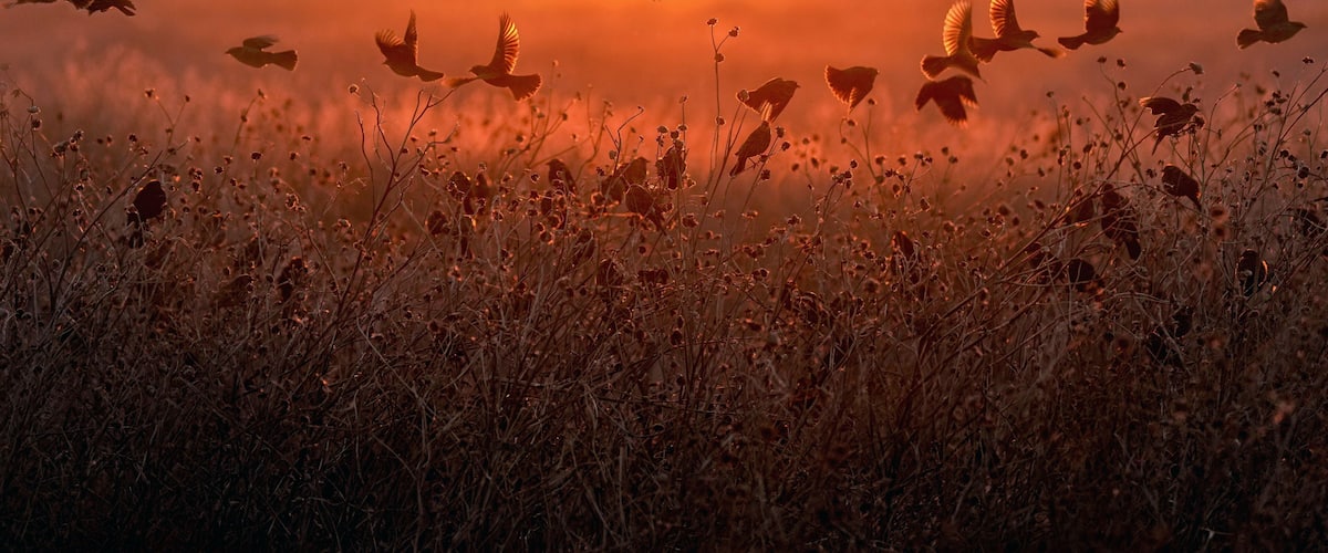 Cheyenne Bottoms National Wildlife Refuge - Sunrise