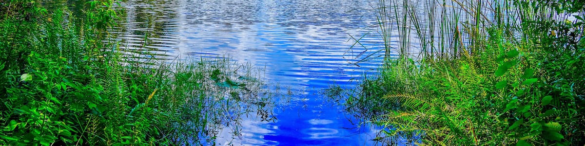 Tampa, FL, USA: 09 01 2024: The landscape of lake park in Tampa, Florida