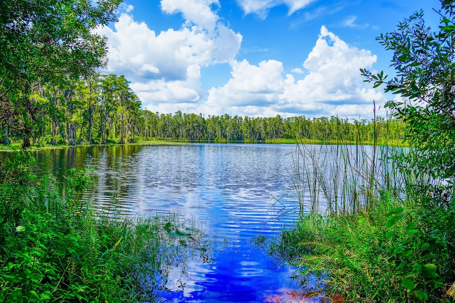 Tampa, FL, USA: 09 01 2024: The landscape of lake park in Tampa, Florida