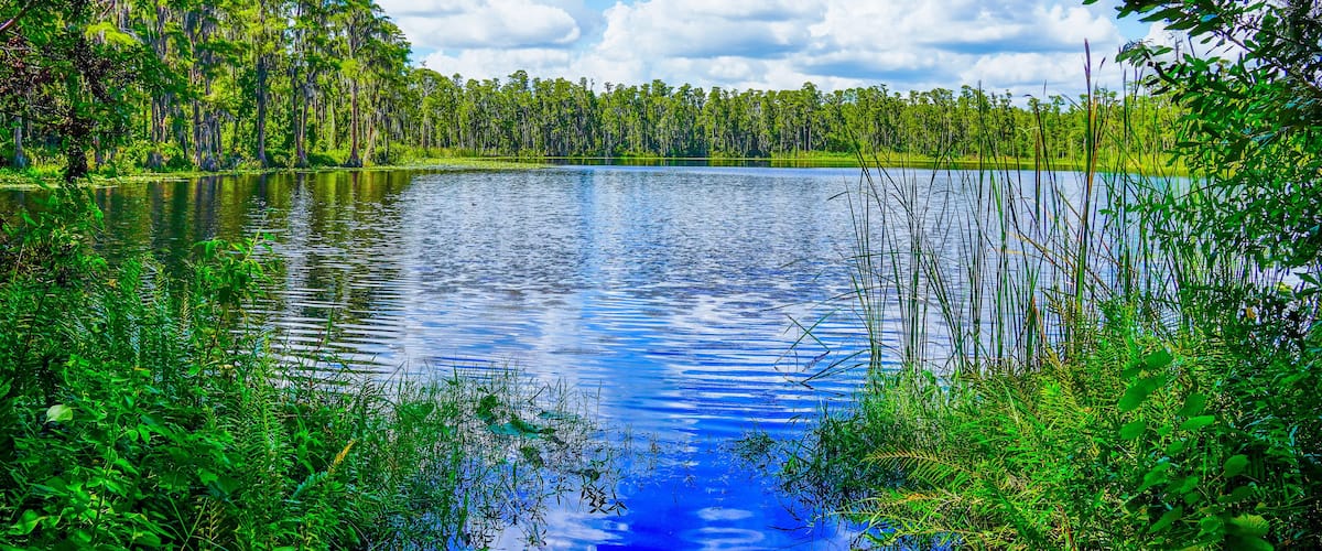 Tampa, FL, USA: 09 01 2024: The landscape of lake park in Tampa, Florida