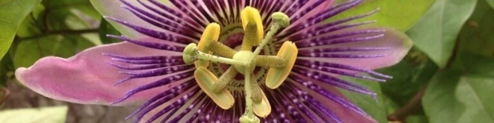 Just a magnificent floral display. Normally wouldn't post pictures of flowers but has to for this.