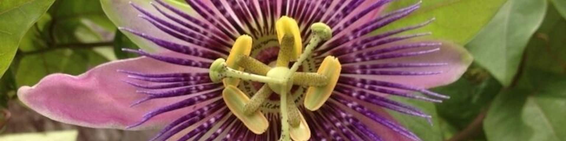 Just a magnificent floral display. Normally wouldn't post pictures of flowers but has to for this.