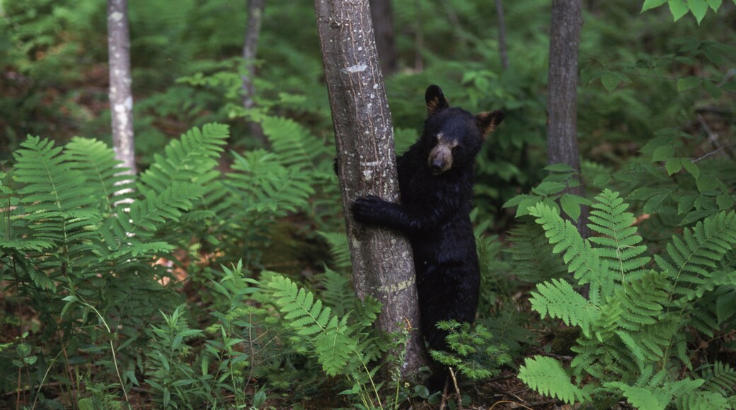 Raising black bears in New Hampshire.