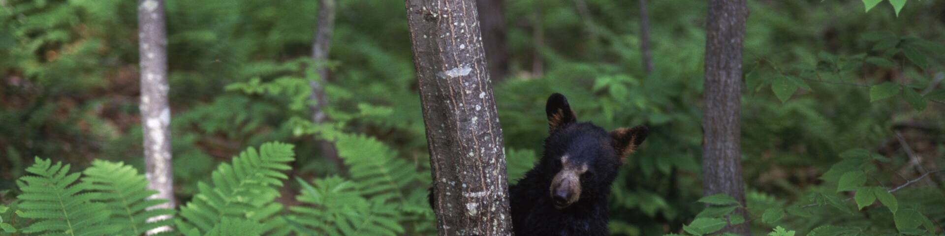 Raising black bears in New Hampshire.