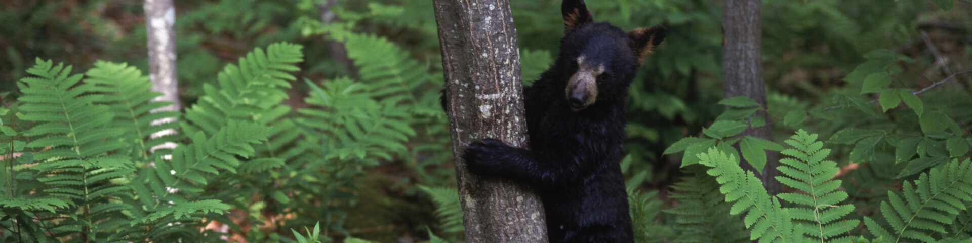 Raising black bears in New Hampshire.