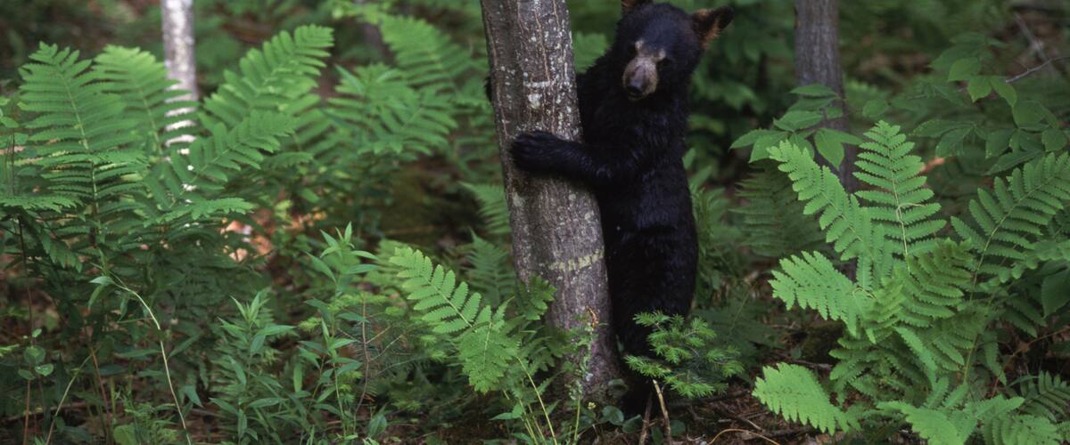 A black bear climbing a tree in a forest.
