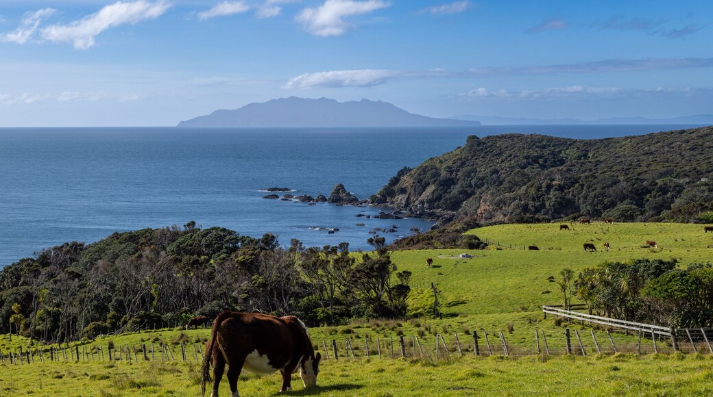 Cows graze on a lush green hillside pasture by the sea in New Zealand. The cows are eating grass, and the pasture is fenced. Great Barrier Island is in the distance.