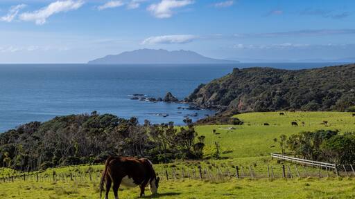 Great Barrier Island