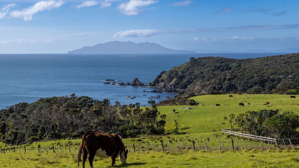 A coastal landscape with a cow grazing, green fields, and a mountainous backdrop.