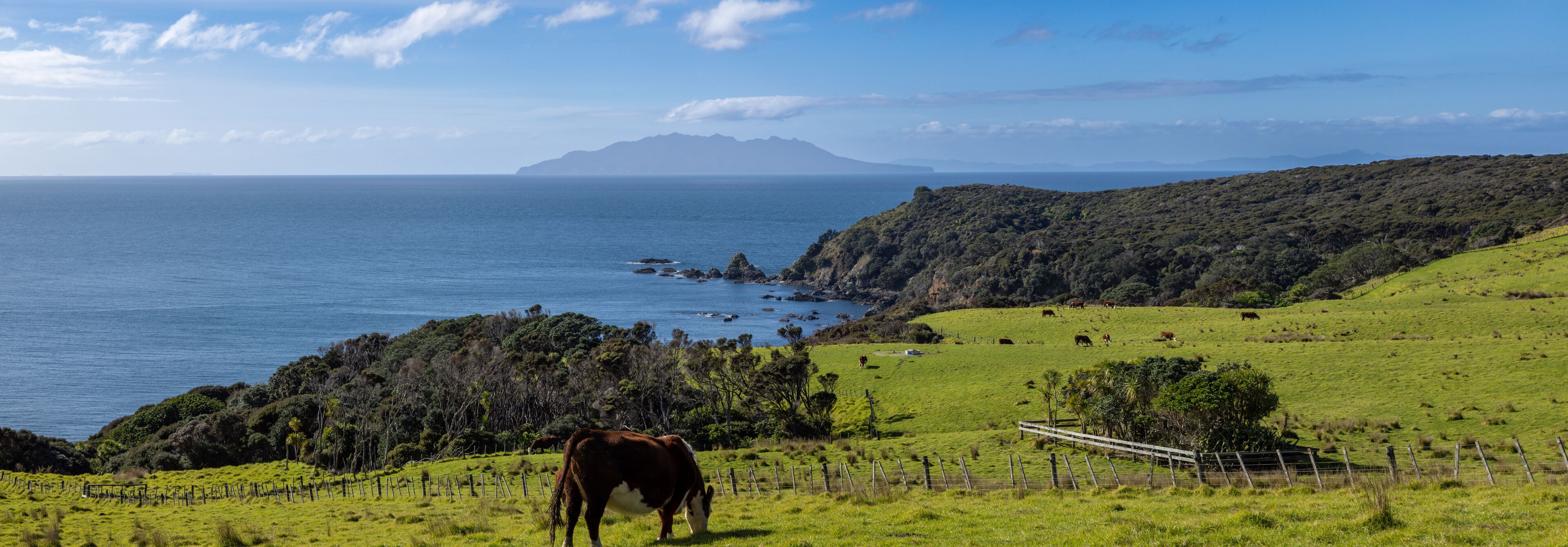 A coastal landscape with a cow grazing, green fields, and a mountainous backdrop.