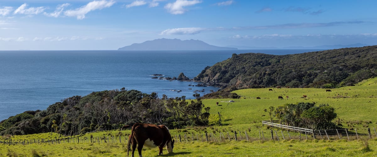 A coastal landscape with a cow grazing, green fields, and a mountainous backdrop.