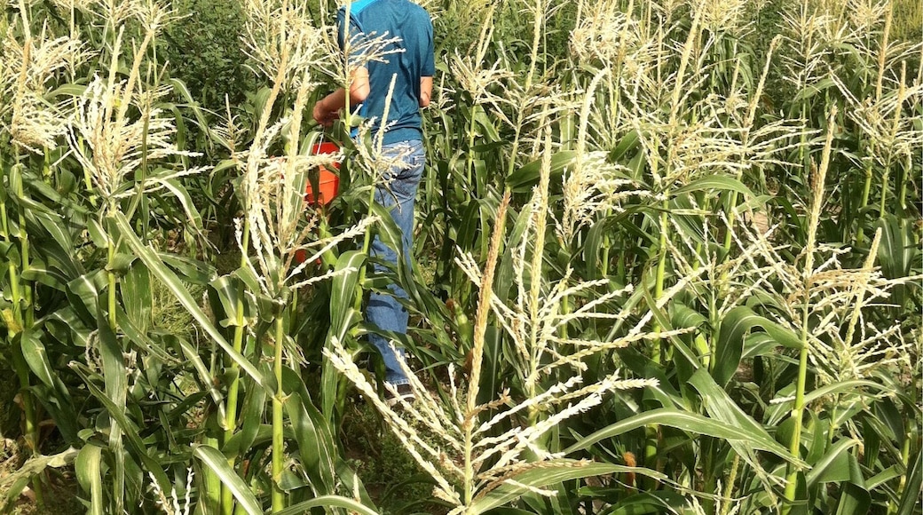 Picking some sweet corn with a storm rolling in!