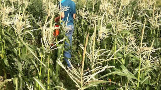 Picking some sweet corn with a storm rolling in!