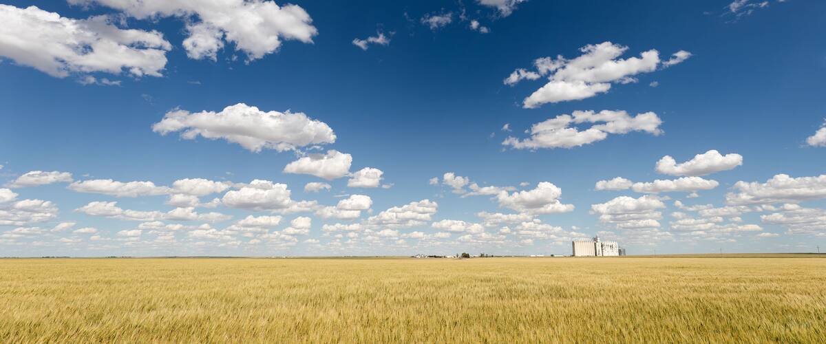 Wheat field with blue sky and cumulus clouds