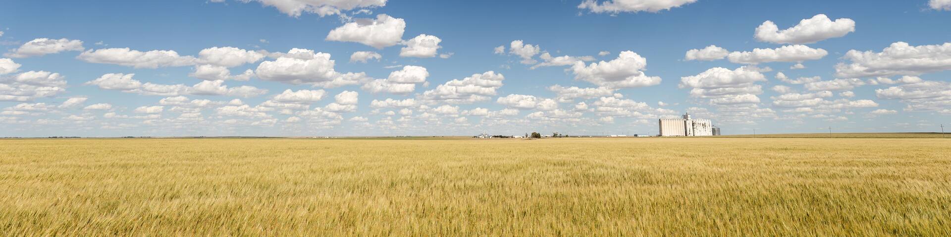Wheat field with blue sky and cumulus clouds