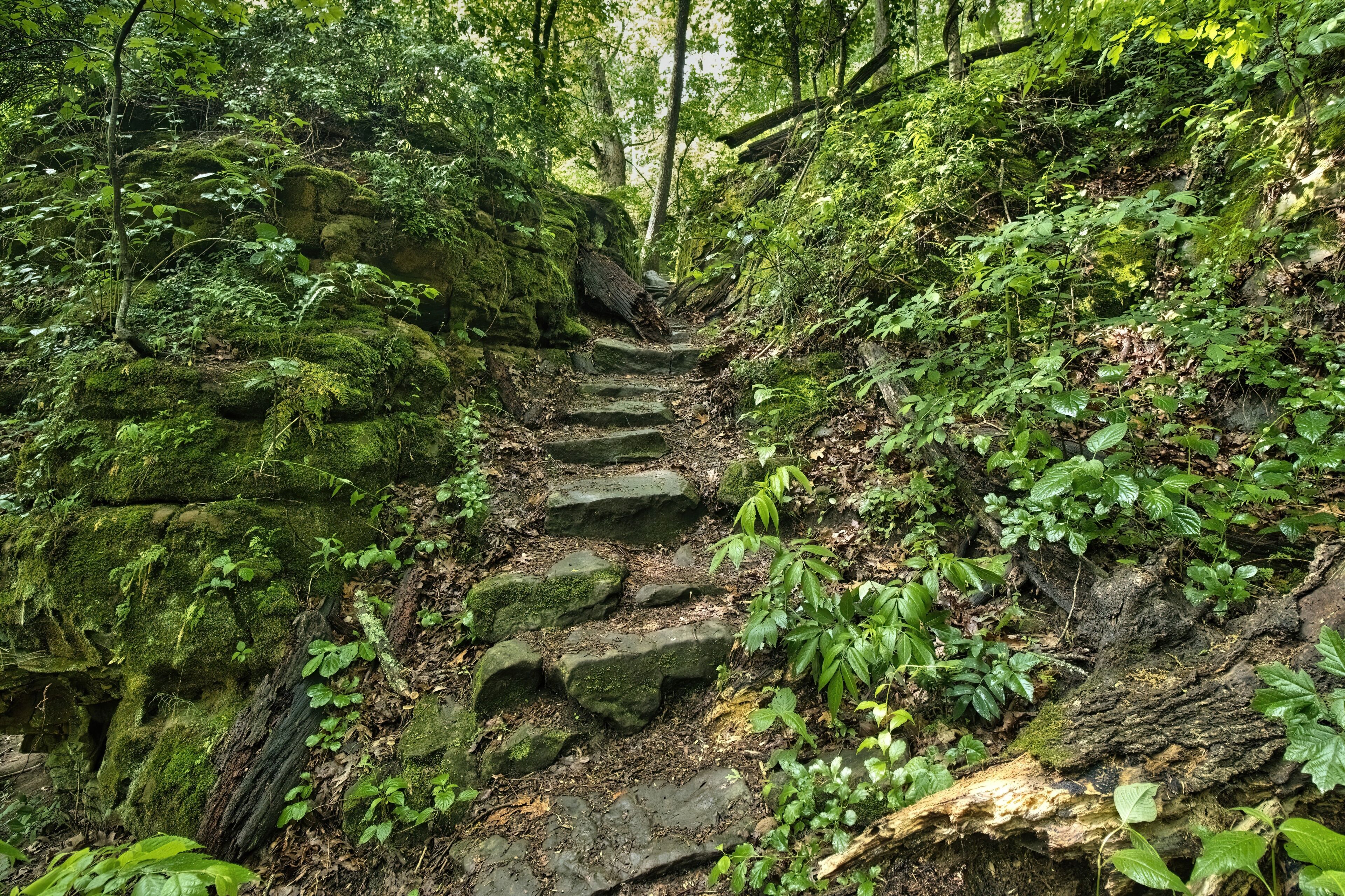 A forested trail with moss-covered rocks and dense greenery.