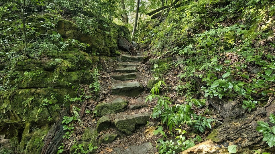 A forested trail with moss-covered rocks and dense greenery.