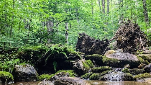 One of the several small streams that flows through the Equinox Preserve.
There are 13 trails that all vary in difficulty, no matter what your abilities you are guaranteed a beautiful walk.