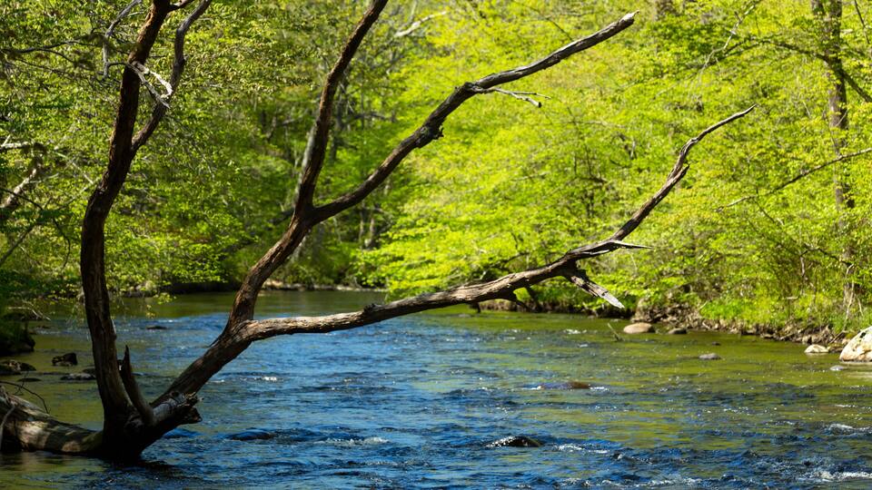 A river with a fallen tree in the middle, surrounded by lush green foliage.