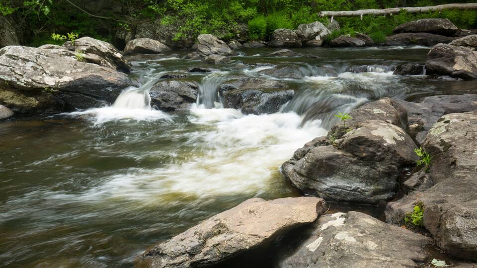 A river flowing over rocks with a forested background.