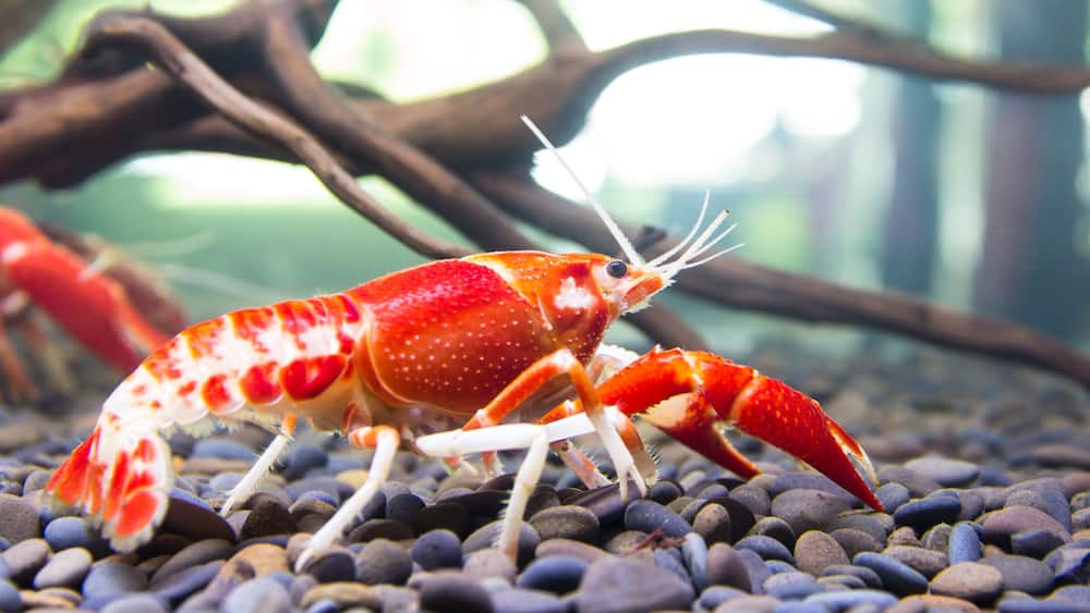 Close up crayfish in aquariums