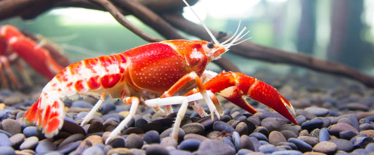 Close up crayfish in aquariums