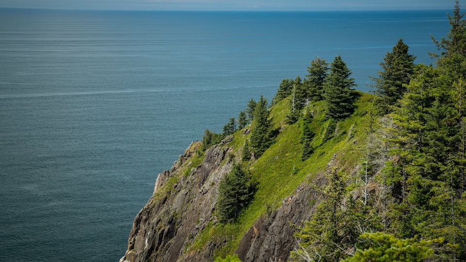 A coastal cliff with dense coniferous forest and a calm sea.