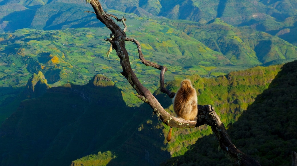 BABUINO GELADA - Gelada Baboon (Theropithecus gelada), Parque Nacional Montañas Simien, Etiopia, Africa