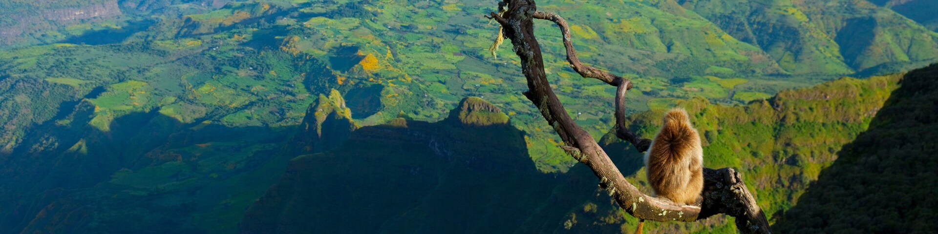 Un mono en una rama, con un paisaje montañoso al fondo.
