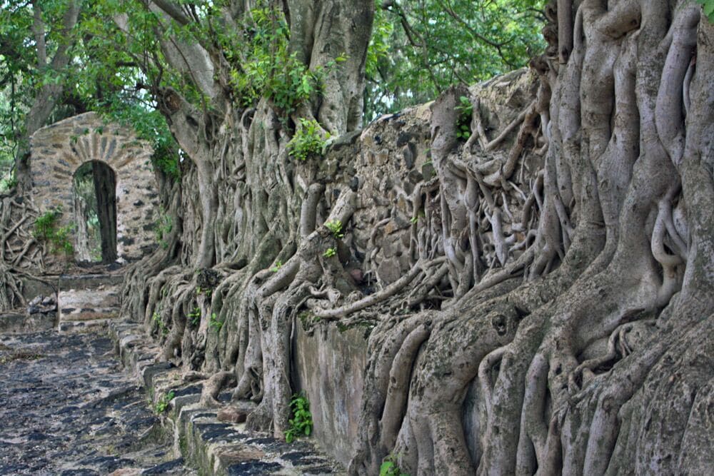 Separate from the castles of Gondar were Emperor Fasilides' Bath. It consisted of a large rectangular shaped pool with a bath house in the centre was still used today during religious holidays. 

The most interesting thing about this place was the walls that surrounded the pool. They were crawled with tree roots very much like Angkor Thom in Cambodia.